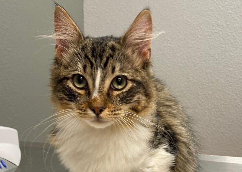 High Plains Veterinary Hospital Colorado Springs Veterinarians